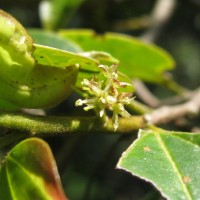 Celtis philippensis Blanco